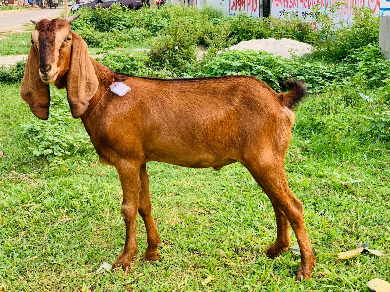 দেশী  ছাগল (23.9 KG)  